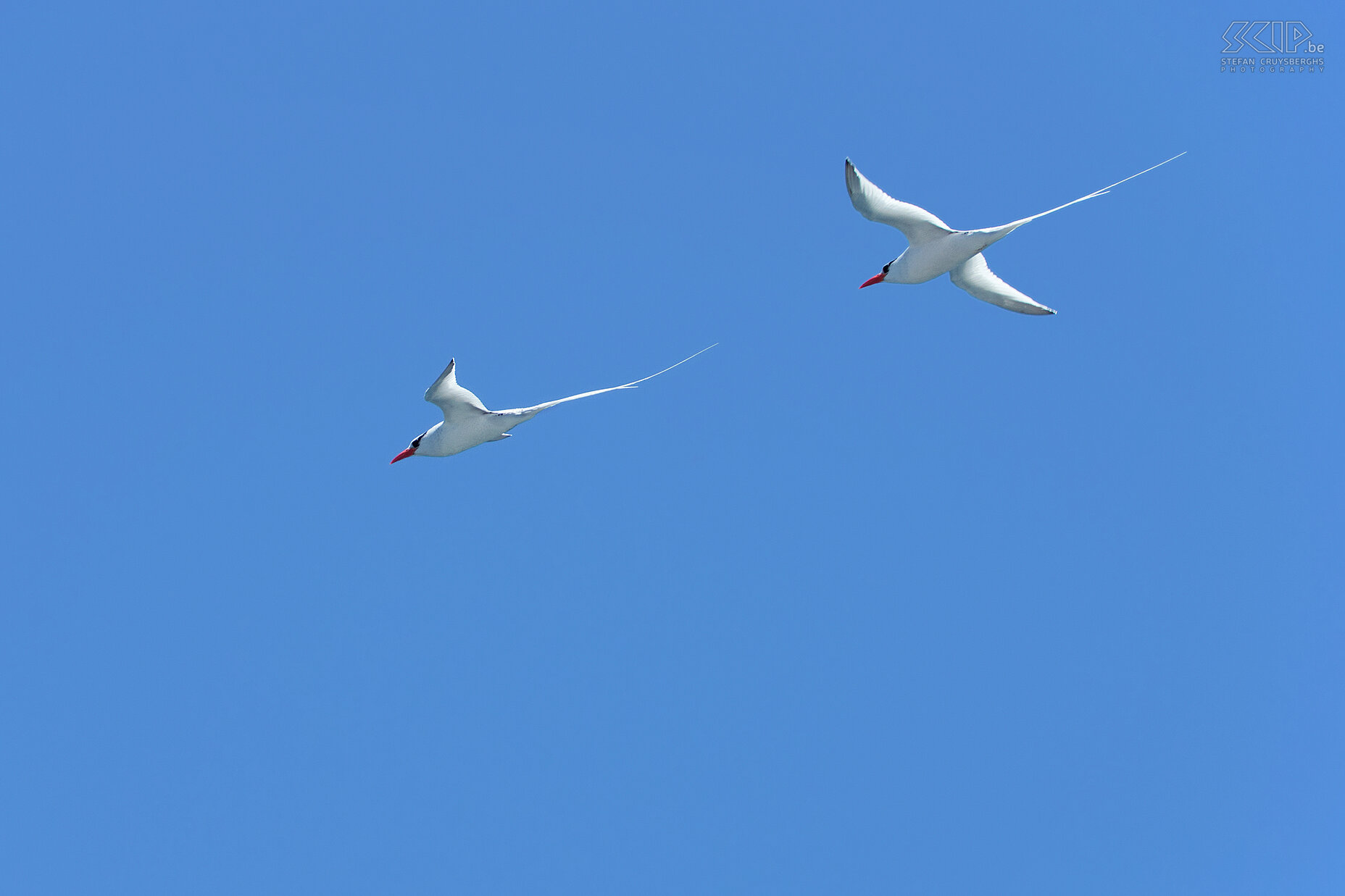 Galapagos - North Seymour - Roodsnavelkeerkringvogels Een koppeltje roodsnavelkeerkringvogels (Red-billed tropicbird, Phaethon aethereus) Stefan Cruysberghs